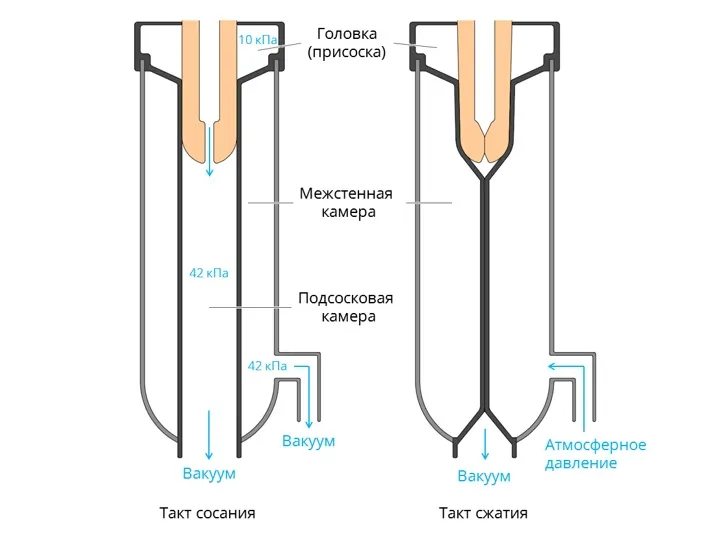 Основные принципы доения