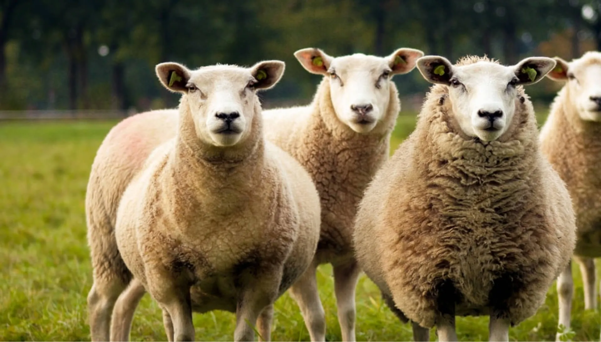 Оборудование ТМ PANAZOO