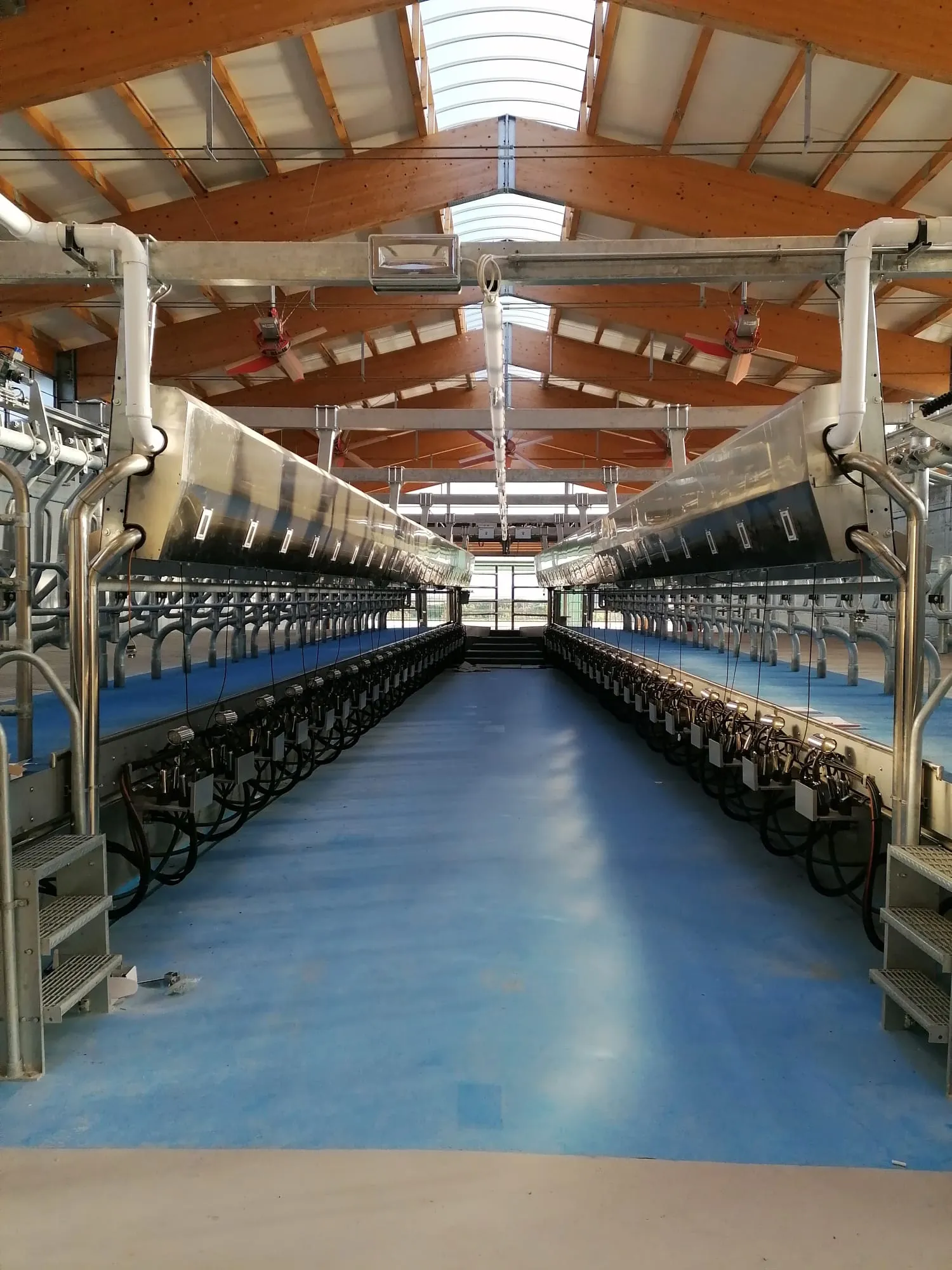 Двухэтажный доильный зал Параллель 2х24