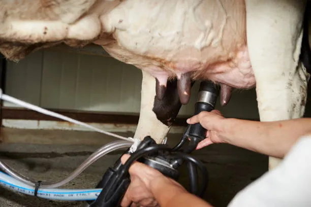 Правила работы операторов машинного доения