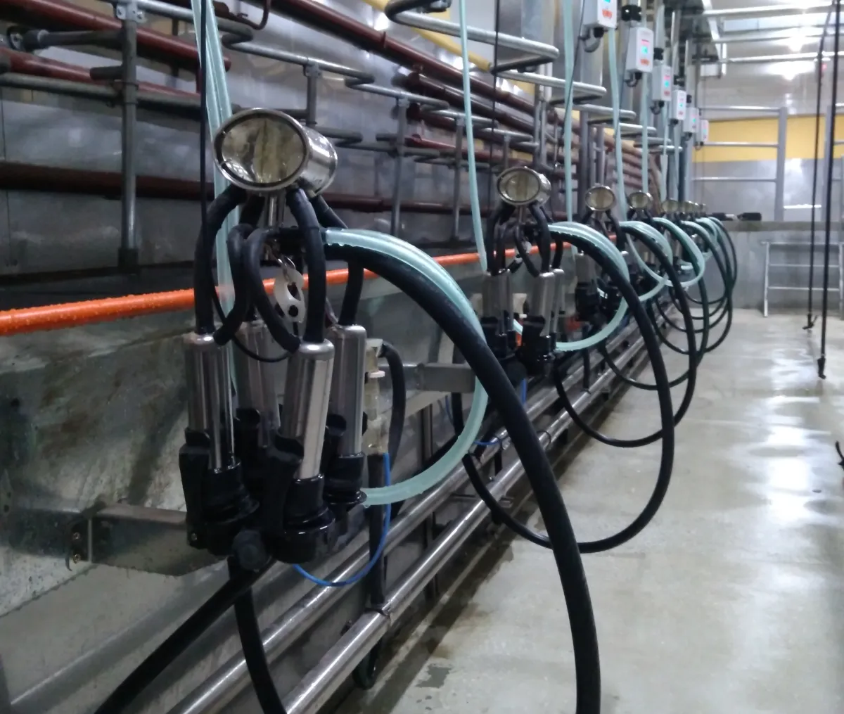 Промывка доильного оборудования