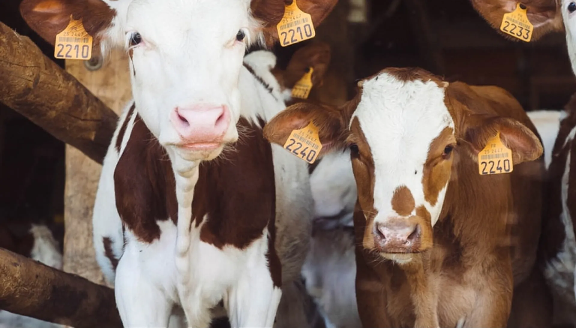 Сборка доильной установки АИД 1