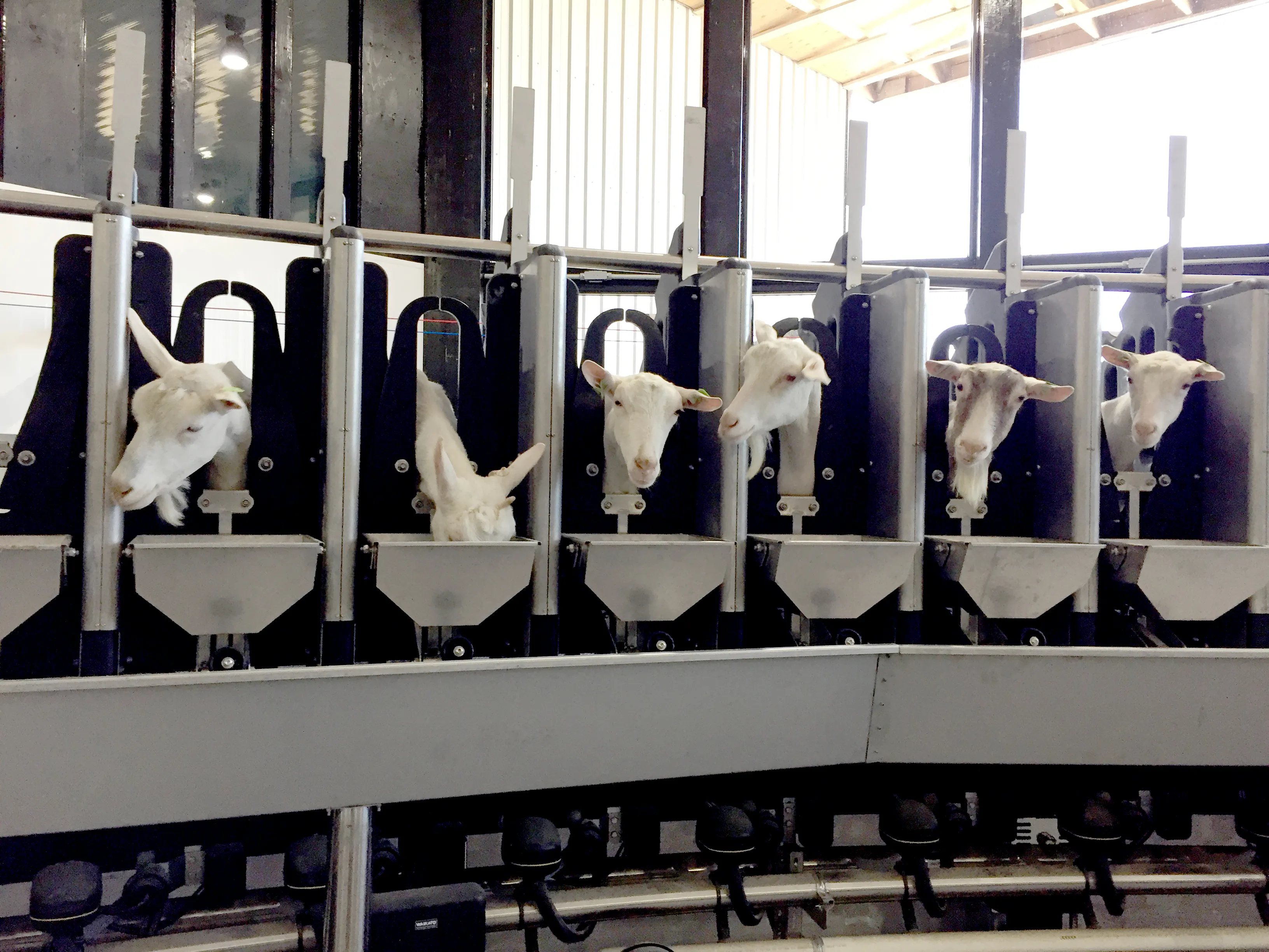 Карусель для доения коз и овец