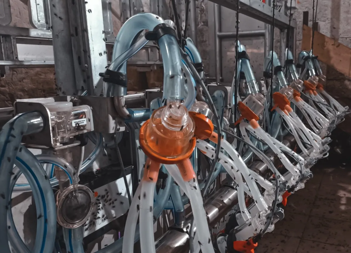 Борьба с мухами в животноводстве