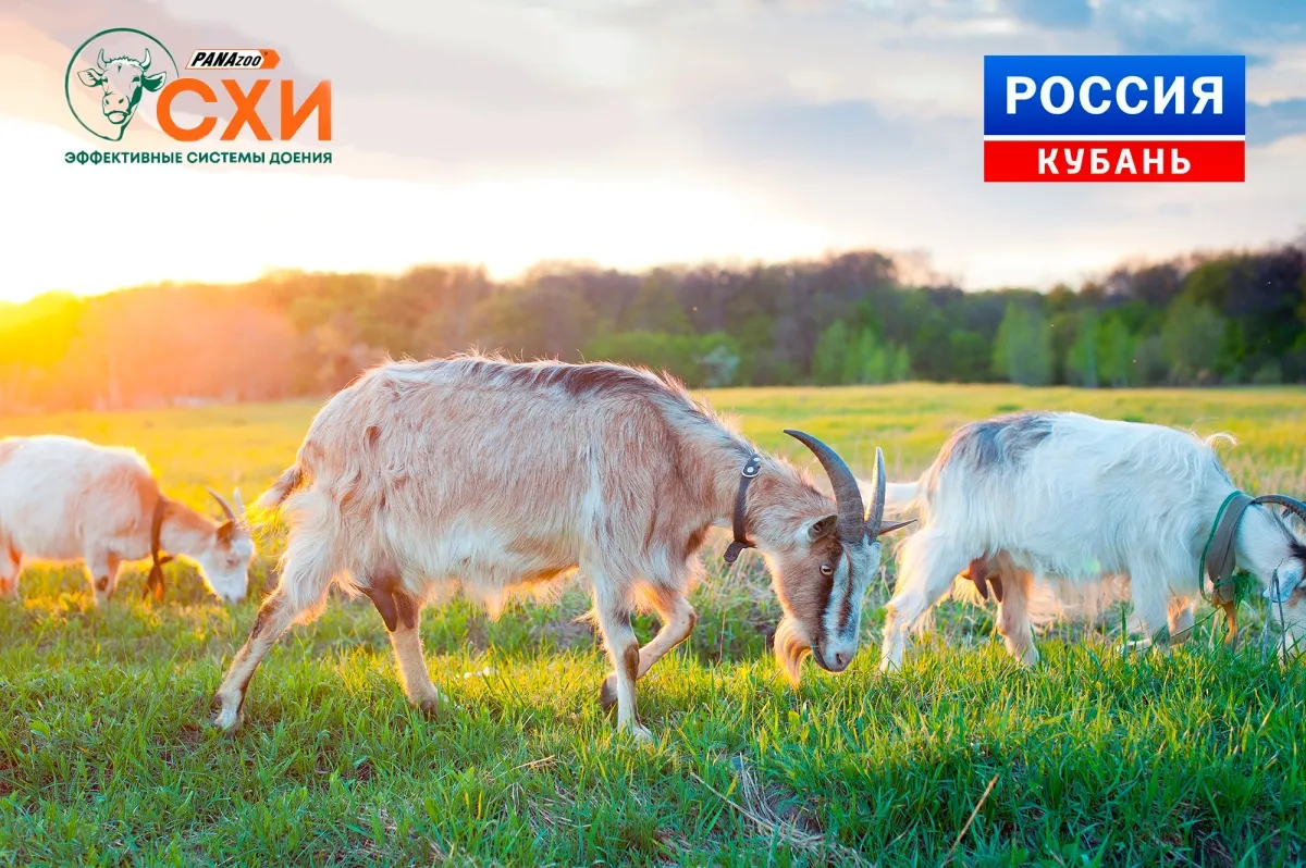 Сельхозиндустрия в интервью телеканалу Россия 24 Кубань. 