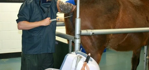 Artificial-insemination.jpg