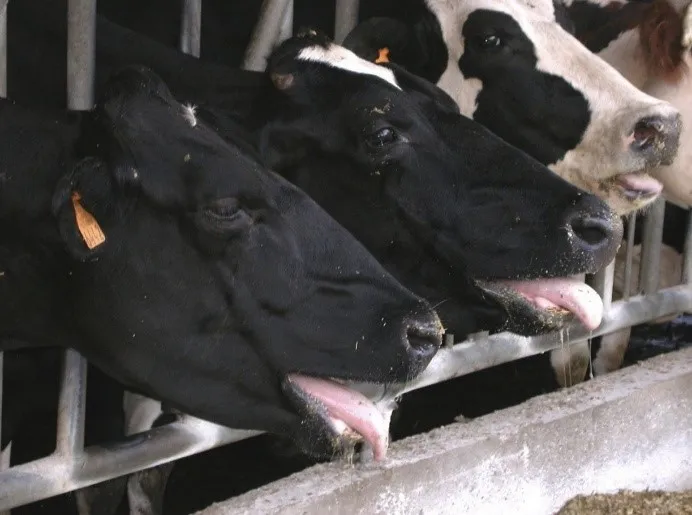 Стресс Стресс