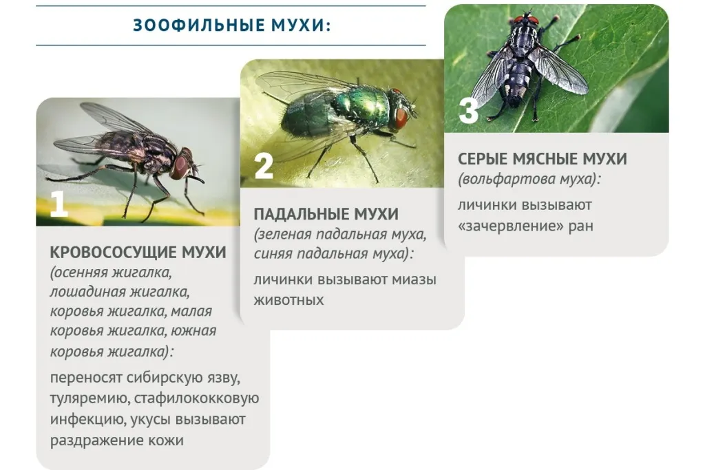 Зоофильные мухи.jpg