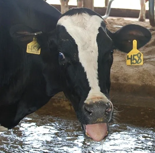 Стресс Стресс